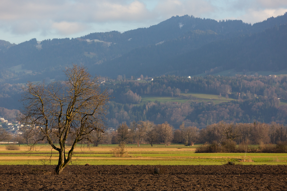 Lauteracherried im Jänner 63